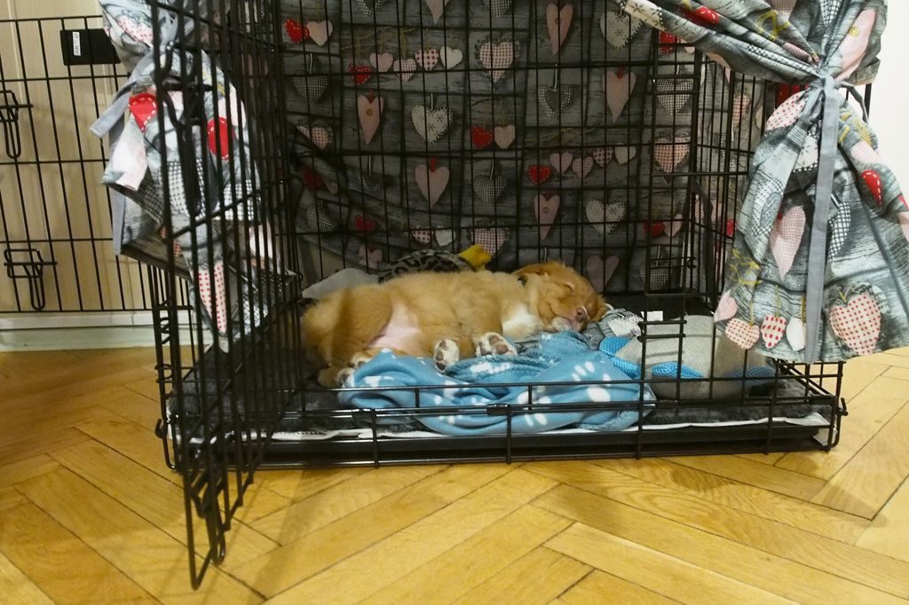 Szczeniak śpi w klatce kenelowej.